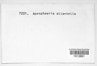 Aposphaeria allantella image